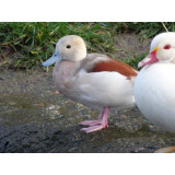 Blue Ringed Teal